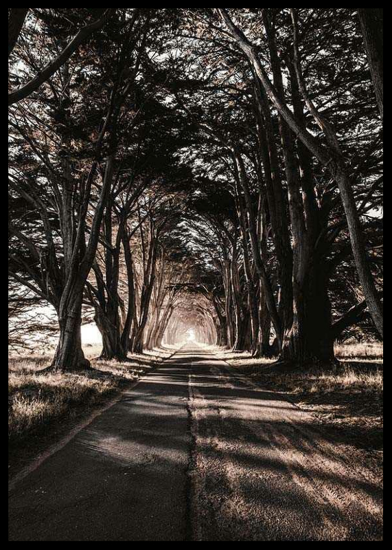Road Amidst Trees-2
