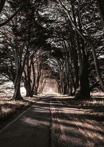 Road Amidst Trees-3