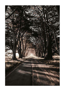 Road Amidst Trees-1