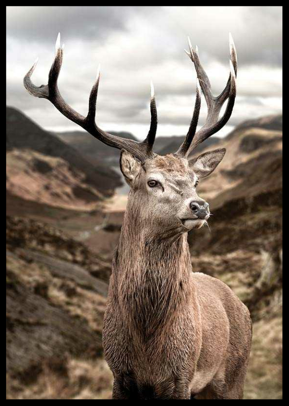 Deer In Mountain Landscape-2