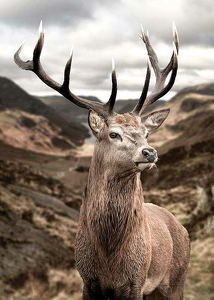 Deer In Mountain Landscape-3
