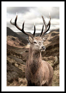 Deer In Mountain Landscape-0