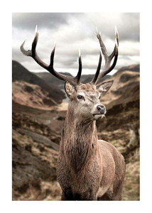 Deer In Mountain Landscape-1
