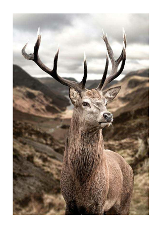 Poster Deer In Mountain Landscape