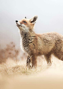 Fox On The Hunt-3