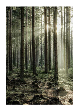 Poster Sunbeam Forest