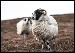 Farm Sheep-2