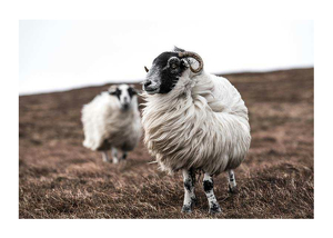 Farm Sheep-1