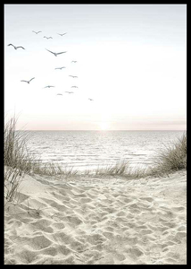 Seagulls Sandy Beach-2