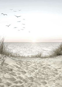 Seagulls Sandy Beach-3