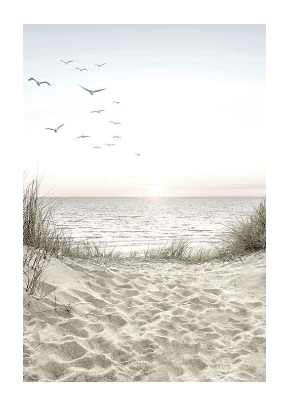 Seagulls Sandy Beach-1