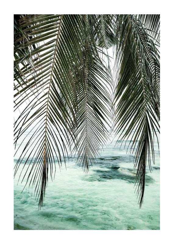 Palm Curtain-1