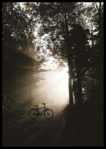 Bike In Forest-2