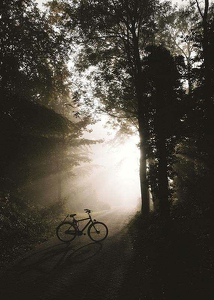 Bike In Forest-3