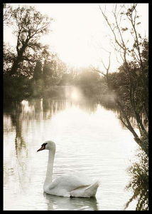 White Swan-2