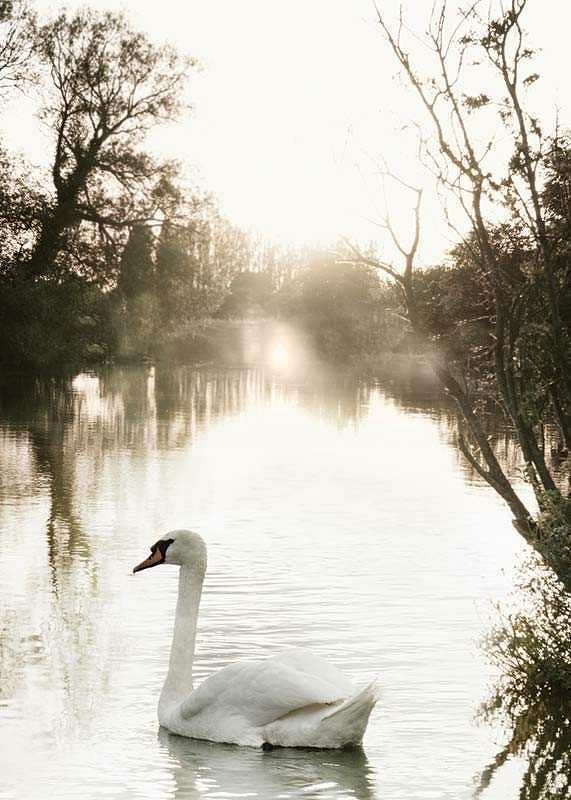 White Swan-3