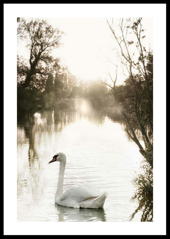 White Swan-0