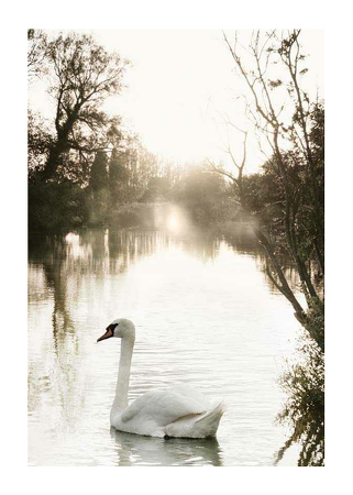 Poster White Swan