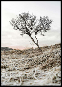 Iceland Tree-2