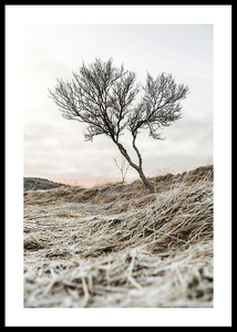 Iceland Tree-0