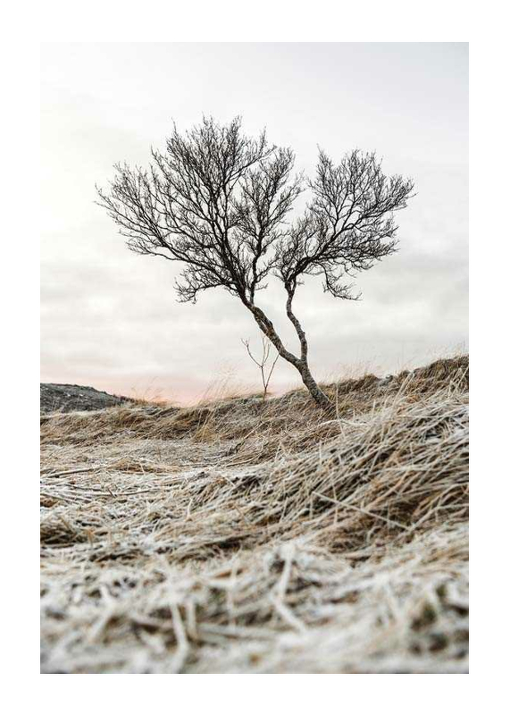 Iceland Tree-1