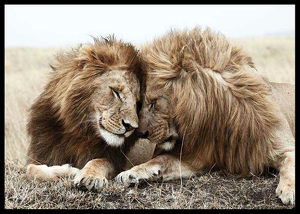 Lion Brothers-2