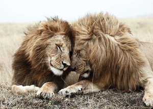 Lion Brothers-3