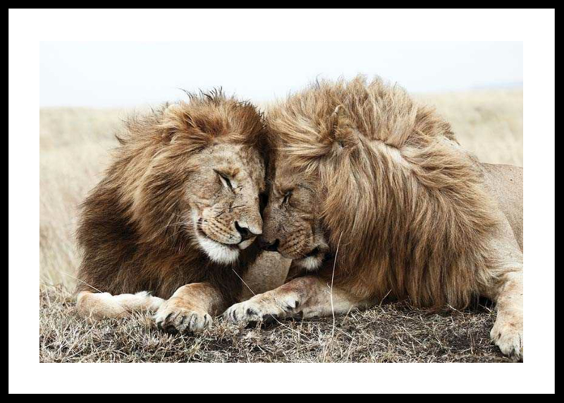 Lion Brothers-0