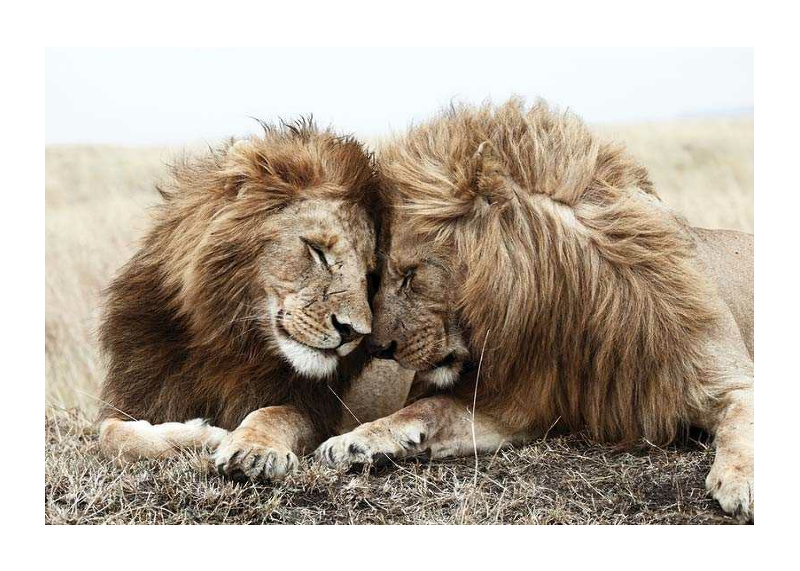 Lion Brothers-1