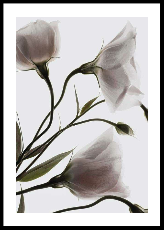 Three White Flowers-0