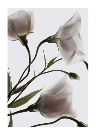 Poster Three White Flowers