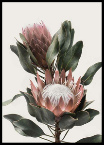 Protea Flowers-2