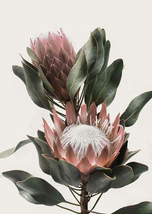 Protea Flowers-3