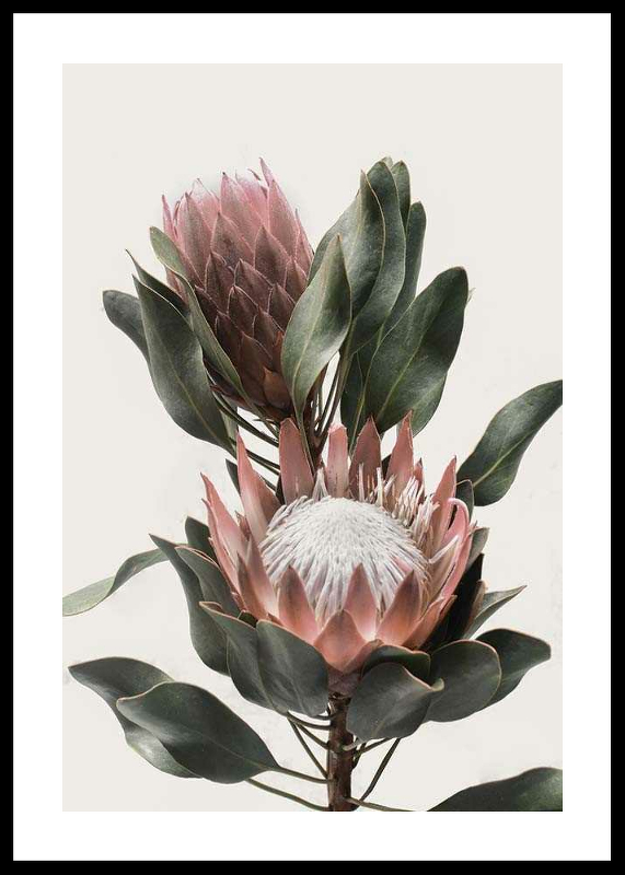 Protea Flowers-0