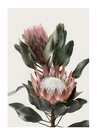 Poster Protea Flowers