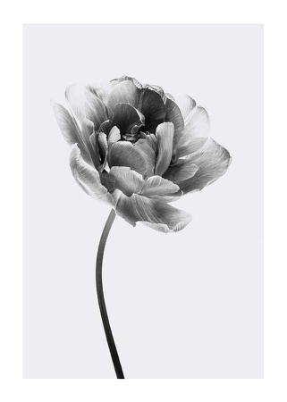 Poster Tulip Flower B&W