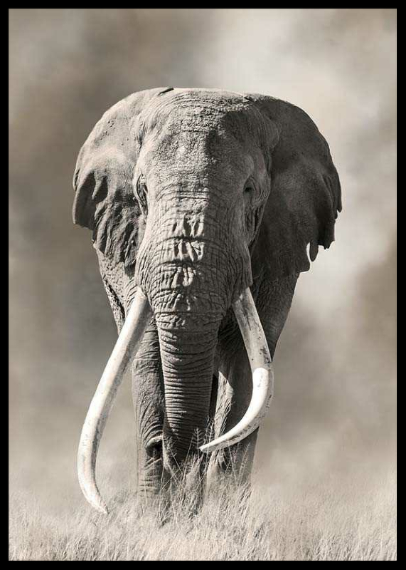 Elephant Tusks-2