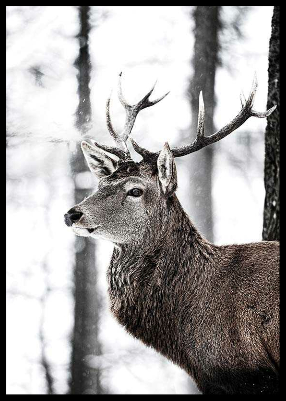 Stag In Forest-2