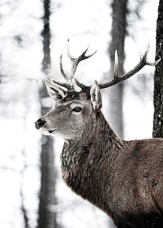 Stag In Forest-3