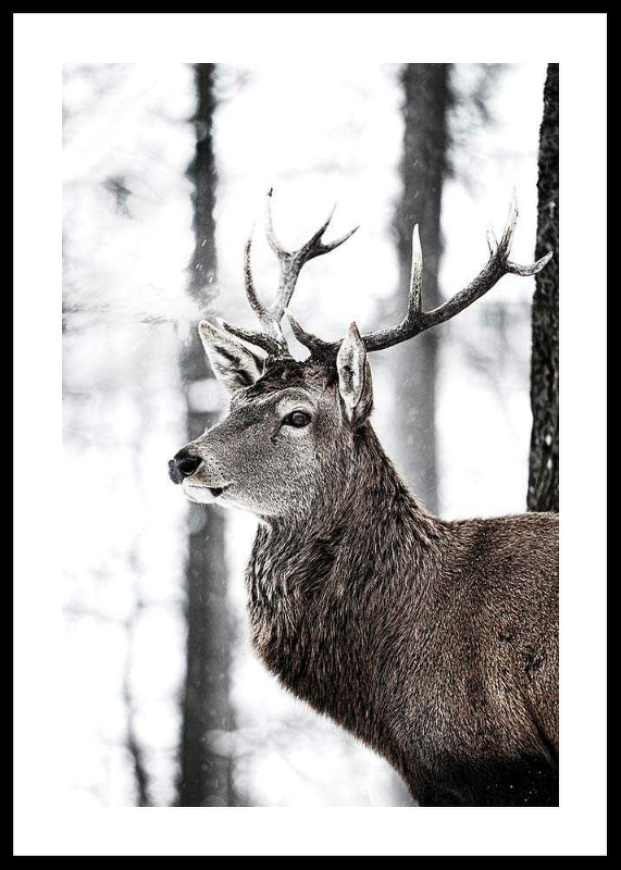 Stag In Forest-0