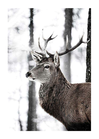 Poster Stag In Forest