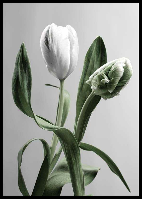 Tulip Flower-2