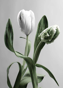 Tulip Flower-3