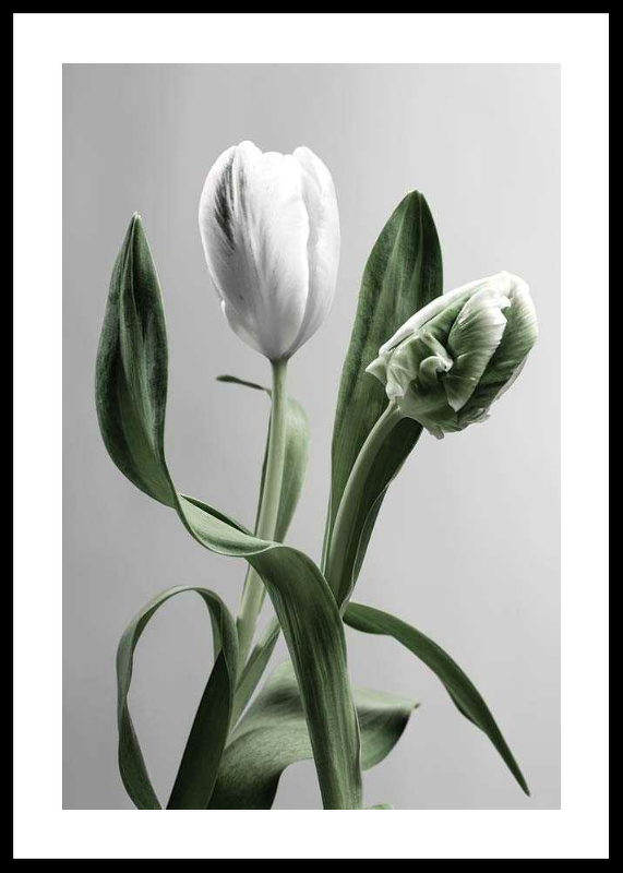 Tulip Flower-0