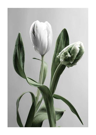 Poster Tulip Flower