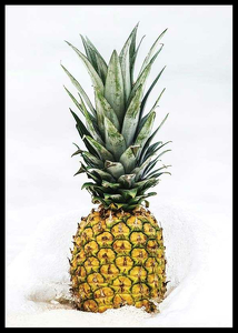 Pineapple-2