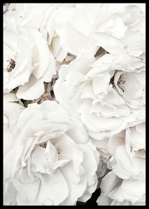 Bouquet Of White Peonies-2