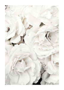 Poster Bouquet Of White Peonies