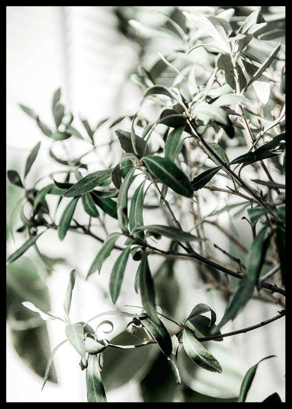 Olive Tree-2