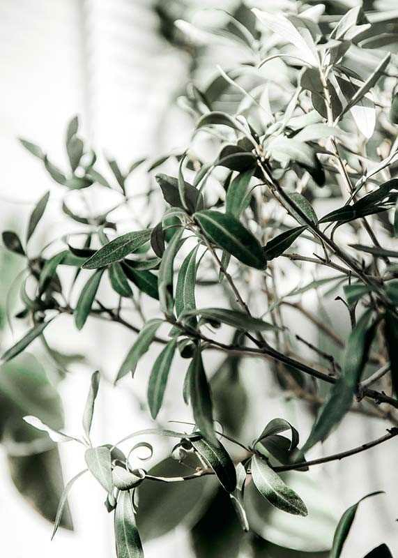 Olive Tree-3